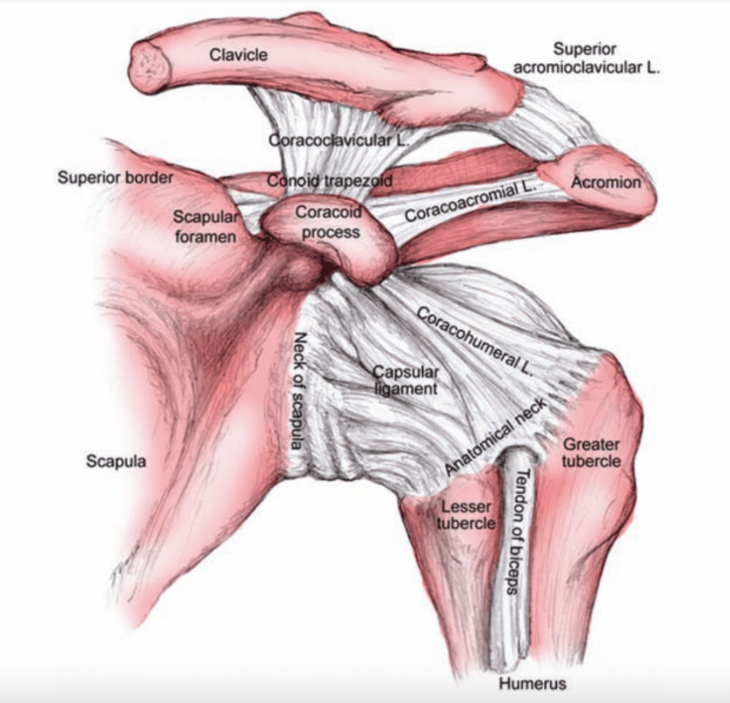 AC Joint Diagram - image of Acromion-clavicular joint