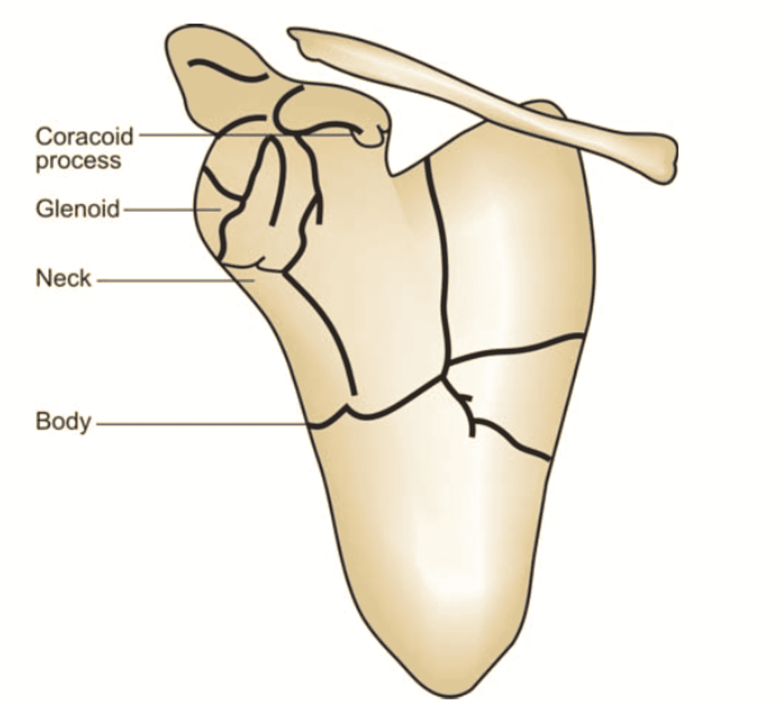 can-you-fracture-your-shoulder-blade-reflex-health