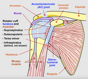 Subscapularis Tendon Tear, diagram shows subscapularis in the shoulder joint