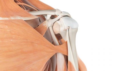 Image shows shoulder tendons and muscles in a healthy shoulder